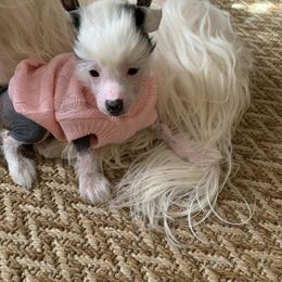 Chinese Crested Puppies from Chinese Crested