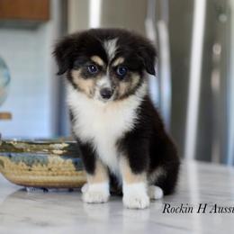 Boy 1 - Black tri male Toy Australian Shepherd puppy in Russellville, Arkansas from Rockin H Aussies