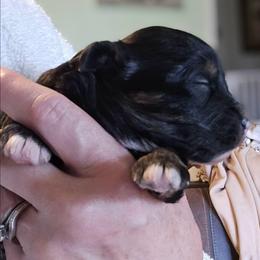 Elspeth - Red tri-color female Aussiedoodle puppy in Windom, Texas from Wild Farm Puppies