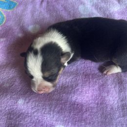 Diva - Black and tan female Pembroke Welsh Corgi puppy in Hillsville, Virginia from Bonderosa Kennels
