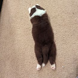 Australian Shepherd Puppies from Cali's Australian Shepherds