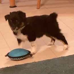 Miniature Australian Shepherds from Twinoakshavenfarm