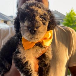 Mango - Merle male Goldendoodle puppy in Richmond, Texas from Harper’s Heartbeats