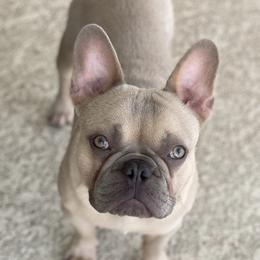 Chase - French Bulldog