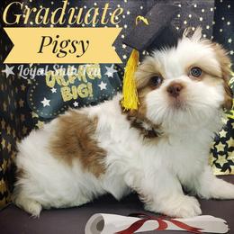 PigPen - Liver and white male Shih Tzu puppy in Peoria, Arizona from Loyal Shih Tzu