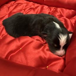 LEO - Black tri male Miniature American Shepherd puppy in Ballico, California from SierraVu Minis