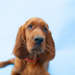 Irish Setter Puppies from Hocus Pocus Irish Setters