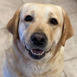 Rita - Labrador Retriever