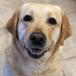 Rita - Labrador Retriever