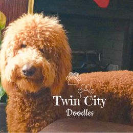 Twin City Doodles' Millie Girl - TBD
