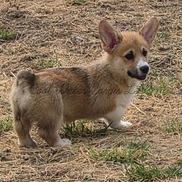 Sylveon - Red female Pembroke Welsh Corgi puppy in Kiowa, Colorado from Cool Water Corgis LLC