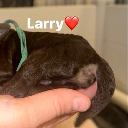 Larry - Phantom male Goldendoodle puppy in Prosperity, Pennsylvania from Stelladoodles & Company