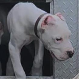 Boy 4 - White male Dogo Argentino puppy in Morgan Hill, Pennsylvania from De la Fuerza De Dios