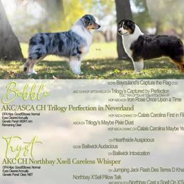 Australian Shepherd puppies from Northern Latitudes