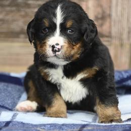 Boy 2 - Tri-color male Bernese Mountain Dog puppy in Loveland, Colorado from Grateful Bernese & Gage's Goldens