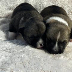 IKEA - Gray female Swedish Vallhund puppy in Cameron, North Carolina from Firefly Farms