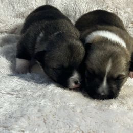 IKEA - Gray female Swedish Vallhund puppy in Cameron, North Carolina from Firefly Farms