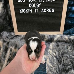 Colby - Black and tan male Pembroke Welsh Corgi puppy in Chariton, Iowa from Kickin It Acres BCs