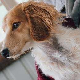 Barbara - Dachshund