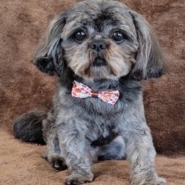 Shadow - Shih Tzu