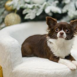 Xcochtil - Chocolate and white female Chihuahua puppy in Portland, Oregon from PNW Toy Breeds