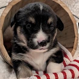 Pembroke Welsh Corgis from Cozy Hearth Cogis