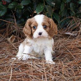 Mack - Blenheim male Cavalier King Charles Spaniel puppy in Lula, Georgia from Cavaliers by Crumley
