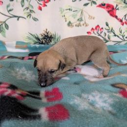 Fajita - Red female Whippet puppy in Sweet Home, Oregon from Imperialis Kennels