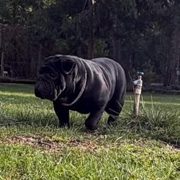 Silky - Bulldog