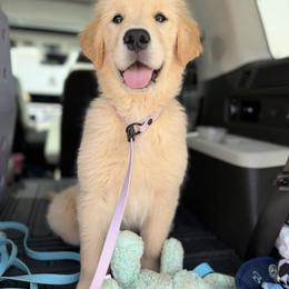 Golden Retriever Puppies from Glimmer Goldens
