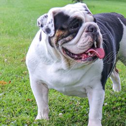 Ellie - Bulldog