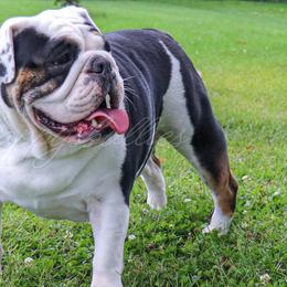 Ellie - Bulldog