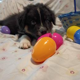Sterling (green) - Black tri-color male Australian Shepherd puppy in Okeechobee, Florida from Rothsolid Puppies