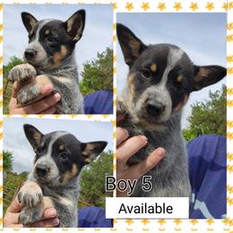 Boy 5 - Blue male Australian Cattle Dog puppy in Bradford, Arkansas from Cedar Rock Heelers and Kelpies