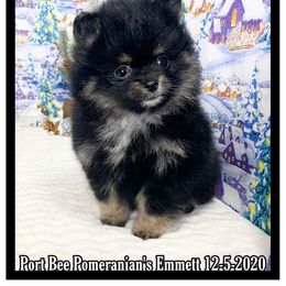 Pomeranian Puppies from Port Bee Pomeranian’s