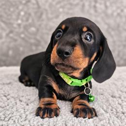 Black and tan (smaller and darker tan) - Black and tan male Dachshund puppy in Belle Rive, Illinois from Akin's Miniature Dachshunds, LLC
