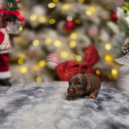 Lyric - Chocolate and tan female Dachshund puppy in Indianapolis, Indiana from Homegrown Hoosier Kennels