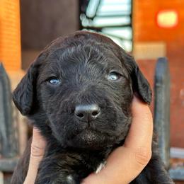Smoky - Sable male Goldendoodle puppy in Philadelphia, Pennsylvania from Jah’s Retrievers