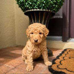 Eli - Apricot male Goldendoodle puppy in Sanford, Florida from Florida Coast Golden Doodles