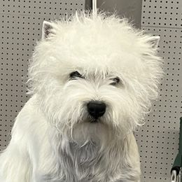 West Highland White Terriers from Windyridge Westies