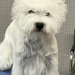 West Highland White Terriers from Windyridge Westies