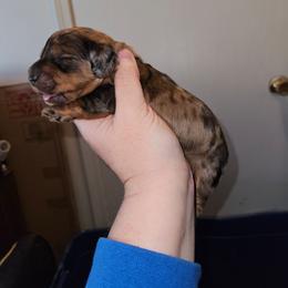 Girl 3 - Dapple female Dachshund puppy in Lansing, Michigan from Black Thunder 517 Cane Corso and Dachshunds