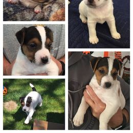 Jack Russell Terrier Puppies from Gem Dandy Jack Russell Terriers