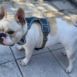 Rocky - French Bulldog