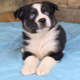 B5 - Black tri male Miniature Australian Shepherd puppy in Citra, Florida from Southpaw Herders LLC
