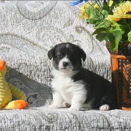 Cherie - Brindle and white female Cardigan Welsh Corgi puppy in Paonia, Colorado from Electric Mountain Cardigan Corgis