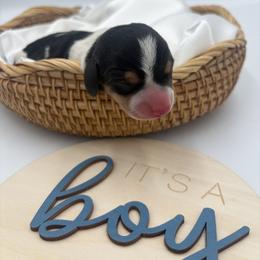Toro - Piebald male Dachshund puppy in Brownsville, California from Pine & Pasture Dachshunds