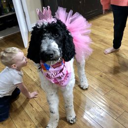 Dottie - Goldendoodle