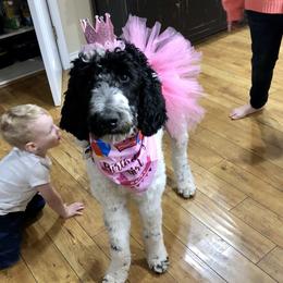 Dottie - Goldendoodle