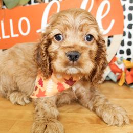 Dane - Red male Cocker Spaniel puppy in Rattan, Oklahoma from Double M Cocker Spaniels